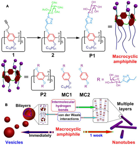 Figure 1 (A) Synthetic route and chemical structure of P1; (B) self-assembly of P1 in water. Reprinted with permission from Yu GC, Ma YJ, Han CY, et al. A sugar-functionalized amphiphilic pillar[5]arene: synthesis, self-assembly in water, and application in bacterial cell agglutination. J Am Chem Soc. 2013;135:10310–10313.Citation48; Copyright 2013, American Chemical Society.