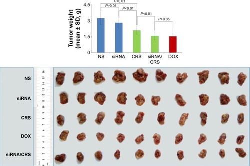 Figure 12 In vivo antitumor effect of VEGF-siRNA/CRS.