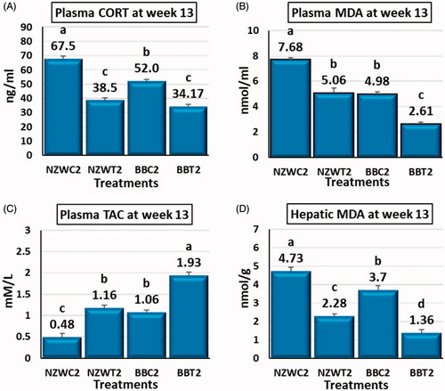 Figure 2. Effect of early age short-term thermal stress at day 42 of age on plasma corticosterone (CORT) (A), plasma malondialdehyde (MDA) (B), plasma total antioxidant capacity (TAC) (C) and hepatic malondialdehyde (MDA) (D) of NZW and BB rabbits which re-exposed to acute heat stress (36±1° C for six hours) at 13 weeks of age. All the early (42 days of age) heat-stressed (NZWT and BBT) and unstressed (NZWC and BBC) groups were exposed to acute heat stress (36±1° C for six hours) at 13 weeks of age. Upon the acute heat stress at week 13 of age, NZWC, NZWT, BBC and BBT groups were renamed as New Zealand white control exposed (NZWC2), New Zealand white treated (NZWT2), Baladi Black Control exposed (BBC2) and Baladi Black treated (BBT2), respectively. Different lower-case letters above the bars indicate significant differences (p < 0.05) among groups.