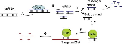 Figure 1 Schematic representation of RNAi. (A and B) Double-stranded RNA is cleaved into siRNA by Dicer. (C and D). siRNA is unzipped into a guide strand and passenger strand. The latter is subsequently degraded. (E–G). The guide strand is incorporated into a RISC and binds to target mRNA, inducing degradation of mRNA.Abbreviation: RISC, RNA-induced silencing complex.