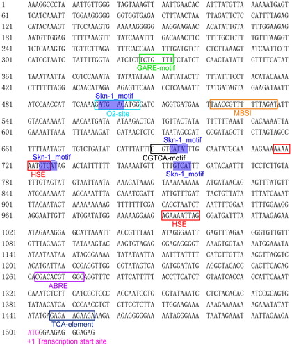 Figure 4. Predicted promoter cis-elements of CsMADS02 gene. Note: The putative cis-elements involved in developmental processes, abiotic stress and hormones are boxed in different colours. The transcription start site is marked with pink and designated as +1 position.