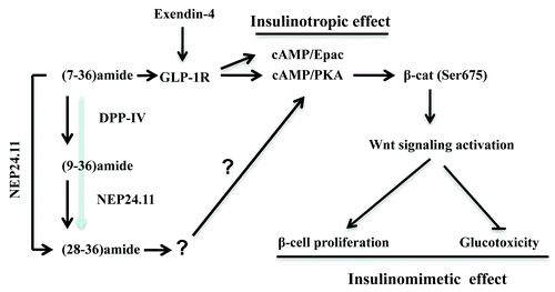 Figure 3. Summary of insulinotropic and insulinomimetic effects of GLP-1 and its cleavage products in pancreatic β-cells. The cleavage of GLP-1(7–36)amide (defined as 7–36amide) by DPP-IV leads to the production of GLP-1(9–36)amide (defined as 9–36amide). The cleavage by NEP 24.11 leads to the production of GLP-1 (28–36)amide (defined as 28–36amide). GLP-1R mediates the insulinotropic effect of 7–36amide and GLP-1R agonists, such as exendin-4, involving both cAMP/PKA and cAMP/Epac. PKA can activate β-cat via increasing its Ser675 phosphorylation, which is at least partially responsible for the insulinomimetic effect of GLP-1. Whether 28–36amide exerts its insulinomimetic effect in pancreatic β-cells via a yet to be identified receptor, or a receptor independent mechanism remain to be further investigated. Whether or not 28–36amide exerts its insulinomimetic effect via stimulating β-cat Ser675 phosphorylation is also worth to be further examined.