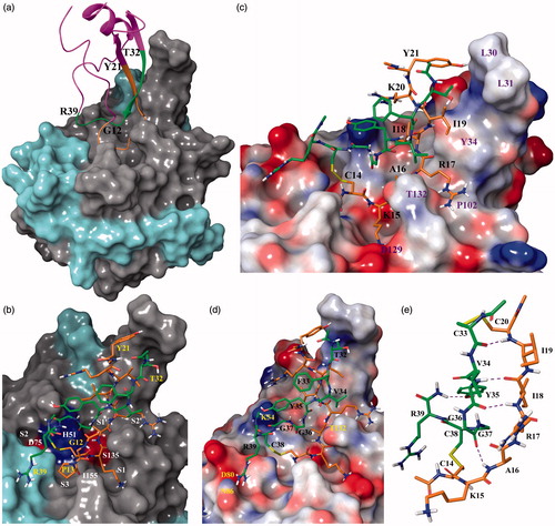 Figure 1. (a) X-ray co-crystal structure of BPTI (ribbon representation) bound to the WNV NS2B-NS3 protease (surface representation). Amber and green ribbons represent G12 to Y21 (fragment 1) and T32 to R39 (fragment 2) of BPTI, respectively. NS2B and NS3 are colored cyan and gray, respectively; (b) Stick model of peptide 1 bound to the protease active site using 2IJO.pdb as template. The C14–C38 disulfide bond is colored yellow. The surface of the acidic residues D75 and S135 and basic residue H51 of the catalytic triad is colored red and blue; (c) Stick model of peptide 3. Fragment 1 and protease residues are labeled black and purple; (d) Stick representation of peptide 3. Fragment 2 and protease residues are labeled black and yellow, respectively; (e) Stick model of cyclic peptide 19. Residues in amber and green represent fragment 1 and 2, respectively. Yellow bonds represent disulfide bridges.