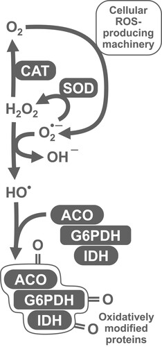 Figure 8. Generalized scheme that explains relationships between antioxidant (SOD and catalase) and related enzymes (G6PDH, IDH), and potential oxidative stress markers (protein carbonyls) observed in the study and partially confirmed by regression analysis. SOD converts superoxide radical into less toxic hydrogen peroxide. However, SOD protects biomolecules from oxidation by ROS only in conjunction with catalase, since the latter prevents potential formation of hydroxyl radicals in the reaction between superoxide and hydrogen peroxide. G6PDH, IDH, and aconitase were shown to be sensitive to oxidative modification, and therefore can be oxidized by hydroxyl radicals and contribute to the pool of carbonylated proteins.