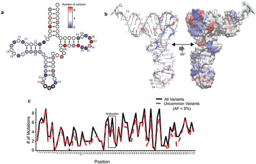 Figure 5. tRNA variation is distributed throughout the tRNA structure. (a) The location of all single nucleotide variants in high confidence tRNAs was mapped onto the canonical two-dimensional tRNA structure, using the canonical numbering [Citation19]. Nucleotides colored darker blue have the least number of variants, white nucleotides have an intermediate number and red nucleotides have the most variants. Insertions, deletions and variants in the extended variable arm of serine and leucine tRNAs or within introns were not included. (b) The location of all single nucleotide variants from (a) were mapped onto the three-dimensional tRNA structure. Coloring is the same as in (a). (c) The number of variants at each position was plotted for high confidence tRNAs for alleles occurring in less than 5% of our sample population (red dotted line) and for all variant alleles identified in this study (black solid line).