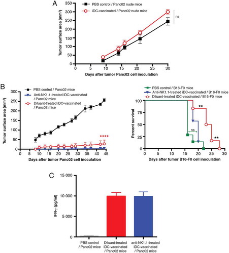 Figure 7. iDC-vaccination in immunodeficient and NK cell-depleted mice. (A) Development of tumors in nude mice, treated with PBS (n = 7) or iDC-vaccination (n = 7) before Panc02 inoculation. Data are expressed as mean of tumor surface area ± SEM. There is no significant difference between the two curves (two-way ANOVA followed by a Bonferroni test). (B, left panel) Depletion of NK1.1+ cells. Three groups of C57B6/Jrj mice were treated with anti-NK1.1 Ab (n = 7) or diluent (n = 7) one day before the first DC- injection, or PBS (n = 7). They were all challenged with Panc02 four days after the last iDC-injection. Data are expressed as mean of tumor surface area ± SEM. Comparisons between groups were made by two-way ANOVA followed by a Bonferroni test. (B, right panel). Three groups of C57B6/Jrj mice were anti-NK1.1-treated and iDC-vaccinated (n = 7) or diluent-treated and iDC-vaccinated (n = 6), or PBS-treated as controls (n = 7). They were all challenged with melanoma B16-F0. (**P < 0.01; log-rank Mantel-Cox test). (C) IFN-γ production. Spleens were collected 13 days after Panc02 inoculation and 33 days after anti-NK1.1 treatment (at a timepoint where NK1.1+ cells remained depleted). Representative of three experiments.