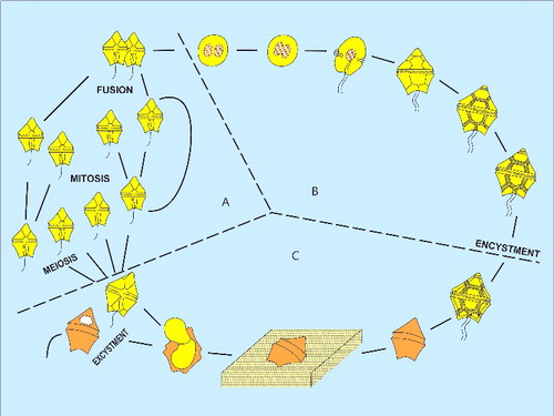 Figure 23. A diagrammatic depiction of the idealised life cycle of a cyst-producing dinoflagellate. It involves both sexual reproduction and cyst formation. In phase A, the dinoflagellate cells are haploid and mobile schizonts. Phase B illustrates diploid, motile dinoflagellate cells which are planozygotes; the nucleus is indicated by large dots. In phase C, the dinoflagellate cells are diploid and nonmotile hypnozygotes apart from the cell which has excysted on the left. Note the open archaeopyle in the empty cyst on the extreme left in phase C, which represents a potential fossil. This image is modified from Fensome et al. (Citation1996c, fig. 4), and was originally published as Evitt (Citation1985, fig. 1.3).