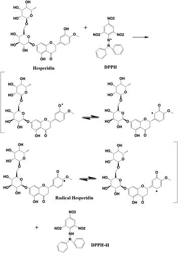 Figure 9. The reaction scheme between DPPH free radicals and hesperidin.