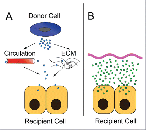 Figure 4. A comparison of exosomal transfer and culture transfection experiments. (A) In in vivo exosomal transfer, donor cells generate exosomes which then enter the circulation or traverse the local environment of extracellular matrix. These exosomes then bind and fuse to recipient cells. The kinetics and specificity needed to target a particular microRNA from a donor cell to be uptaken by a specific recipient cell to sufficiently modulate levels of that microRNA in the second cell type are challenging. (B) In an ex vivo cell transfection experiment, saturating levels of microRNAs in lipid-based systems (or similar) are used to markedly increase the level of the microRNA in a cell, often to supraphysiologic levels.