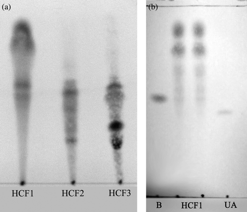 Figure 1.  Silica gel thin layer chromatography (TLC) analysis of Herba Cistanches fractions. (a) HCF1, HCF2 and HCF3 fractions were analyzed using TLC plates coated with silica gel 60 UV254 (0.2 mm) with acetone: petroleum ether (30:70, v/v) as developing solvent. (b) HCF1 was analyzed using β-sitosterol (B) and ursolic acid (UA) for comparison.