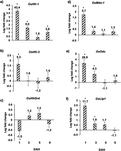 Figure 4 Expression of Hessian fly-responsive biomarker genes in Kitaake rice seedlings in response to Hessian fly larval feeding. Transcript levels of (a) OsHfr-1 (Hessian fly response gene 1), (b) OsHfr-3 (Hessian fly response gene 3), (c) OsHfrDrd (Hessian fly responsive disease resistance dirigent-like protein), (d) OsMds-1 (Mayetiola destructor susceptibility gene 1), (e) OsOdc (ornithine decarboxylase), and (f) OsLtp1 (lipid transfer protein 1) were quantified by qRT-PCR in Hessian fly-infested and uninfested Kitaake rice seedlings at 1, 3, 5, and 9 DAH time points. Values are plotted as the log2 fold change of infested compared to uninfested control plants with standard error bars for three biological replicates. Asterix (*) above each bar indicates statistically significant differences (p < .05). Linear fold change values are also indicated above each bar.