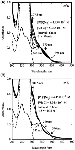 Fig. 3. Changes in the absorption spectrum of PQQNa2 and PQQH2 during the reaction of PQQNa2 with Vit C in 0.05 M phosphate-buffered solution (pH 7.4) at 25.0 °C.