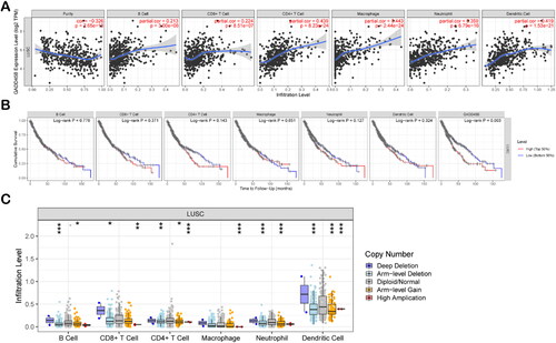 Figure 4. Associations of GADD45B with degrees of immune infiltration within LUSC. (A) Associations of GADD45B expression level with immune infiltration degrees of CD8+ or CD4+ T cells, B cells, neutrophils, macrophages, and DCs and tumour purity. (B) TIMER plots showing the correlation of immune infiltrations or GADD45B expression with survival in LUSC, its sample contained 482 patients of which 205 died. (C) Tumour-infiltration degrees were associated with GADD45B SCNAs in LUSC. Significance levels: * p < 0.05; ** p < 0.01; *** p < 0.001.