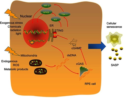 Figure 1 Molecular mechanisms of the cGAS/STING pathway as a senescence-associated DNA damage sensor and inflammation trigger. DNA is exposed to both exogenous and endogenous harmful factors, such as chemicals, radiation and different kinds of metabolic products. DNA damage includes nuclear DNA and mitochondrial DNA (mtDNA) damage. The cGAS/STING pathway is a cytoplasmic DNA sensor, and activation of the cGAS/STING pathway leads to two independent downstream pathways: type I IFNs through IRF3 and proinflammatory responses through NFκB16. Both the IRF3- and NF-κB-dependent pathways lead to the production of inflammatory growth factors and cytokines, leading to SASP.