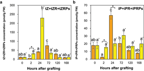 Figure 8. The major tZ- and iP-type CKs concentrations in the graft junctions of Nb/Sl and Nb/At. The total concentrations of the major tZ-type CKs (tZ, tZR, and tZRPs; a) and iP-type CKs (iP, iPR, and iPRPs; b) in the graft junctions of Nb/Sl and Nb/At. Orange and yellow indicate graft junctions of Nb/Sl and Nb/At, respectively. Different letters (a-c) and with dash (a’, b’) indicate significant differences in each stage of the graft junctions of Nb/Sl and Nb/At according to the Tukey-Kramer test (p ≤ 0.05), respectively. * indicates significant differences according to Student’s t-test (p ≤ 0.05). Values are the means of four biological replicate samples, and error bars indicate the standard error of four biological replicate samples.