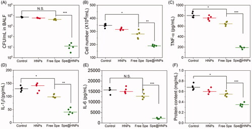 Figure 5. Therapeutic efficacy of Spe@HNPs for an acute lung infection. CFU of bacteria (A), leukocyte number (B), protein content (C), TNF-α (D), IL-1β (E), and IL-6 (F) in BALF of mice infected by MRSA BAA40 20 h after the treatments with PBS, HNPs, free drug or Spe@HNPs. The data are shown as mean ± s.d. (n = 5 independent experiments). P values: *p < .05, **p < .01, ***p < .001, N.S. (no significant difference) p > .05.