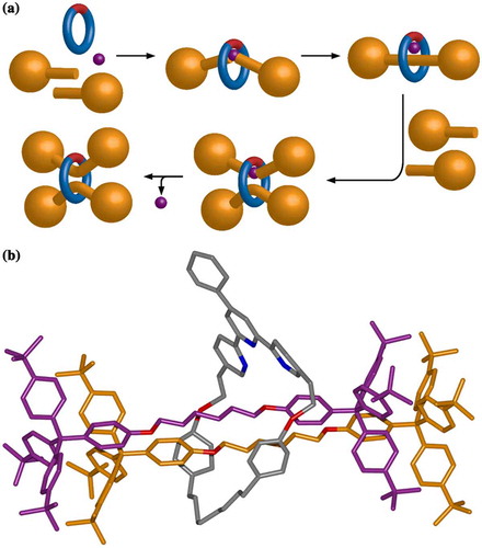 Figure 5. (colour online) (a) A schematic representation of the sequential formation of [2]- and [3]rotaxanes through an active template mechanism. (b) Stick representation of the X-ray crystal structure of doubly threaded [3]rotaxane 16, where x = 1 and y = 1.