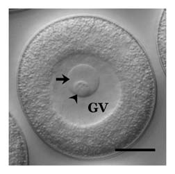 Figure 1 Unactivated surf clam (Spisula solidissima) oocyte. A large tetraploid nucleus (germinal vesicle; GV) is present, within which lie a prominent nucleolus (arrow) and nucleolinus (arrowhead). The nuclear envelope begins to disintegrate within the first two minutes of activation and the GV is indistinguishable by 10–12 minutes post-fertilization. The nucleolus disappears within 5–6 minutes of fertilization, and the nucleolinus persists for 4–5 minutes by itself. Size bar = 15 µm.