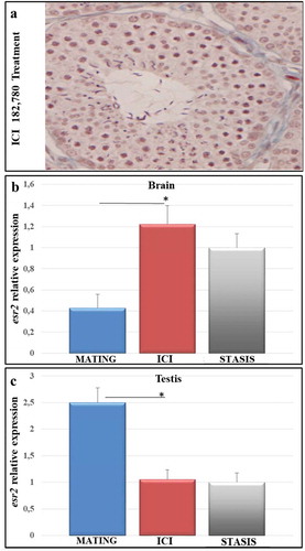 Figure 3. Histological organization of gonadal tissue and expression levels of esr2 upon treatment with the anti-estrogen ICI 182,780 during the mating period (a) Seminiferous tubules show reduced lumen and few sperm; (b,c) qRT-PCR expression analysis of esr2 gene of Podarcis sicula brain (b) and testis (c) specimens, in the mating phase (May) and upon treatment in the mating period with the anti-estrogen ICI 182,780. The relative expression of esr2 is indicated as -fold change of the mean expression relative to the stasis period ± SEM (*p < 0.05). Reference gene, 12S rRNA gene.