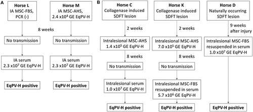 Figure 5. EqPV-H can be transmitted by intra-articular (A) or intra-tendinous (B) injection. Allogeneic bone marrow-derived MSC were collected from a highly EqPV-H viremic horse. Cells were cultured in media containing either foetal bovine serum (MSC-FBS) or EqPV-H+ autologous horse serum (MSC-AHS), and washed twice in PBS before re-suspension in 1 ml PBS or EqPV-H+ AHS for inoculation. If horses did not become EqPV-H+ by 8 weeks, an additional inoculation with a higher viral load was administered, as indicated. SDFT, superficial digital flexor tendon; MSC, mesenchymal stromal cells; FBS, foetal bovine serum; PBS, phosphate-buffered saline; AHS, autologous horse serum; GE, genome equivalents.