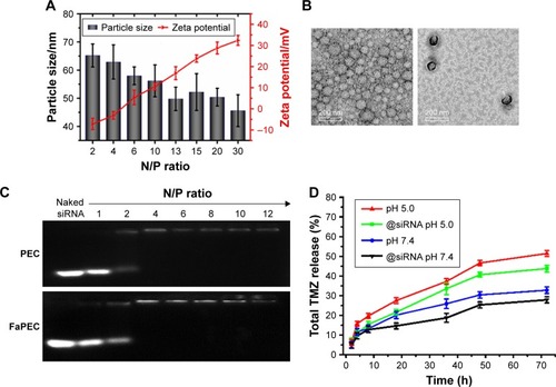 Figure 3 (A) Change of particle size and zeta potential of TMZ-FaPEC@siRNA micelle against N/P ratio. (B) TEM images of TMZ-FaPEC micelle (left) and TMZ-FaPEC@ siRNA micelle (N/P=10) (right) at pH 7.4. All samples were stained with 0.5% uranyl acetate for 1 min. Scale bar: 200 nm; magnification ×50,000. (C) Electrophoretic mobility of SCR in agarose gel after complexation with FaPEC or PEC at N/P ratio ranging from 1 to 12. (D) In vitro TMZ release from TMZ-FaPEC@SCR and TMZ-FaPEC@siRNA micelles at pH 7.4 and pH 5.0.Abbreviations: N/P, nitrogen in branched PEI to phosphorus in siRNA; SCR, scramble siRNA; TEM, transmission electron microscope; TMZ, temozolomide.