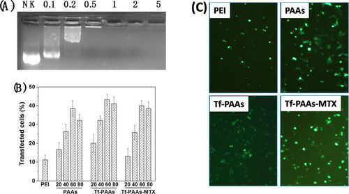 Figure 3. (A) Gel electrophoresis assay of Tf-PAAs-MTX/pMMP-9 complexes with different weight ratios. (B) Gene transfection results of HNE-1 cells treated with PEI-25k/pMMP-9 (w/w = 1.3), PAAs/pMMP-9, Tf-PAAs/pMMP-9 and Tf-PAAs-MTX/pMMP-9 (w/w = 20, 40, 60 and 80 respectively) complexes (n = 3). (C) Typical image of transfected HNE-1 cells with PEI-25k/pMMP-9 (w/w = 1.3), PAAs/pMMP-9 (w/w = 60), Tf-PAAs/pMMP-9 (w/w = 60) and Tf-PAAs-MTX/pMMP-9 (w/w = 60).