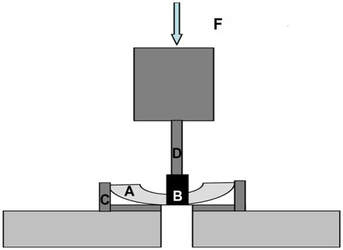 Figure 1 Schematic diagram of pushout testing. Tibiae were incised into halves (A) to expose the bottom of the implants (B). Tibiae were fixed by an accessorial apparatus (C) and implants were pushed out by the forces (F) loaded using the rod (D) of the mechanical testing machine.