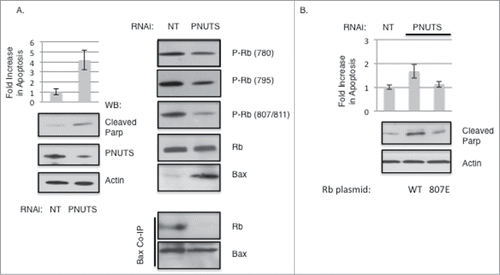 Figure 5. Dephosphorylation of Rb on S807/S811 causes Bax dissociation and stimulates Apoptosis. Knockdown of PNUTS (Phosphatase Nuclear Targeting Subunit) was performed in MCF7 cells as described in the Materials and Methods section. (A) Cells were subjected to PNUTS knockdown (PNUTS) or transfected with nontargeting RNA (NT) and 48 hours later apoptosis was measured using the Cell Death Detection ELISA (Roche Diagnostics) which detects degraded DNA released from the nucleus into the cytoplasm. The amount of apoptosis (degraded DNA) detected in control cells (NT) was normalized to one. Graph depicts the fold increase in degraded DNA observed due to PNUTS knockdown. Error bars represent standard deviation of the mean of triplicate samples and data shown is representative of three independent experiments. Apoptosis was also measured by immunoblot analysis of the cleavage of Parp as an indicator of apoptosis. Immunoblotting of Actin and PNUTS verify PNUTS knockdown. Co-immunoprecipitation experiment results and immunoblotting with site-specific Rb phosphorylation antibodies are shown on the right panel. Data shown is representative of three independent experiments. (B) C33A cells were transfected with WT or S807E Rb mutant expressing plasmids and 48 hours later PNUTS knockdown was performed. Apoptosis was measured and quantified as described in (A). Error bars represent standard deviation of the mean of triplicate samples and data shown is representative of three independent experiments.