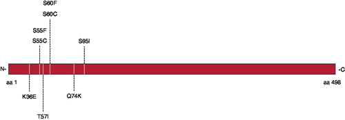 Figure 1.  Schematic picture of the myotilin protein and the known mutations.