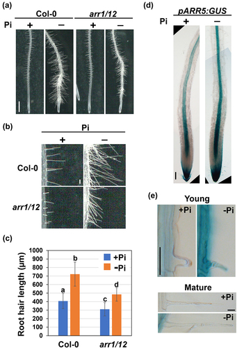 Figure 1. Pi starvation-induced root hair elongation is partially suppressed in arr1/12.