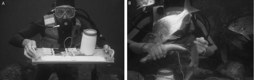 Figure 1  The development of simple tools for managing underwater blood sampling. A, The capacity to capture and sample diver positive fish in the Leigh Marine Reserve, B, allowed real-time association between behaviour and plasma hormone levels.