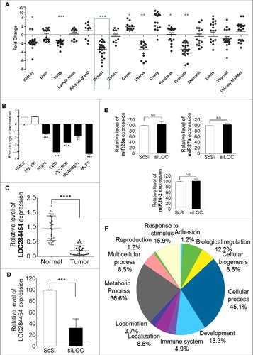 Figure 7. LOC284454 RNA expression is modulated in different cancer tissues and down-regulation of LOC284454 alters expression of selective gene sets. (A) Expression of LOC284454 RNA in different cancer tissues by qPCR. The relative difference between the expression level in tumour sample compared to normal samples are represented. **- p-value ≤0.01; ***- p-value ≤0.001 calculated by unpaired two-tailed t test. (B) Expression of LOC284454 in different breast cancer cell lines by qPCR. The data are expressed as the mean ± S.E.M from three replicates. **- p-value ≤0.01, two-tailed paired t-test. (C) Expression of LOC284454 in different breast tumor and normal tissues cDNA samples and normalized with TBP by qPCR. ****-p<0.0001, unpaired two tailed t test. (D) siRNA mediated knockdown of LOC284454 lncRNA in HEK293T cells. LOC284454 lncRNA expression was normalized with β-actin by qPCR. The data are expressed as the mean ± S.E.M from three replicates. ***-p<0.0001, paired two tailed t test. (E) Silencing LOC284454 lncRNA does not alter miRNA 23a, miR27a and miR24-2 expression. All miRNA expressions were normalized with U6 snRNA, NS refers to non-significant. (F) Gene ontology analysis by PANTHER showing the different biological processes perturbed upon LOC284454 loss of function.