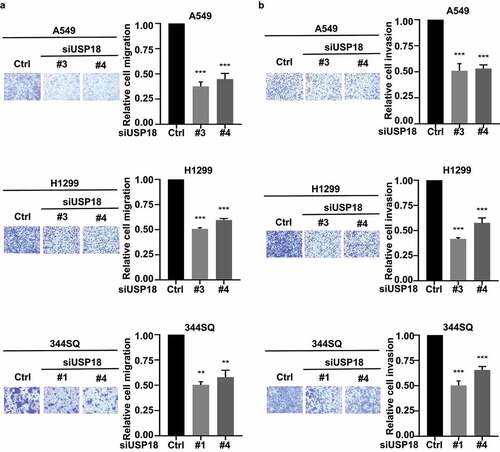 Figure 3. Independent knock-down of USP18 expression by siRNAs led to a statistically significant reduction of migration and invasion in the examined human and murine lung cancer cell lines. (a) Knock-down of USP18 activity reduced human and murine lung cancer cell migration as measured by transwell assays that were normalized to control (inactive) siRNAs transiently transfected lung cancer cell lines. (b) This siRNA-mediated reduction of USP18 activity decreased the invasive ability of human and murine lung cancer cell lines as measured by transwell assays that were normalized to control (inactive) siRNA transfected lung cancer cell lines. The symbols indicate ** P < .01 and *** P < .001, respectively.