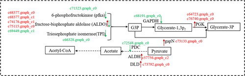 Figure 8. Carbohydrate metabolism and transformation in lavandula angustifolia callus and tissue culture seedlings (source of G3P, Acetyl-CoA, pyruvate).Note: Red indicates up-regulated genes, Green indicates down-regulated genes. See also Supplemental Table S1.