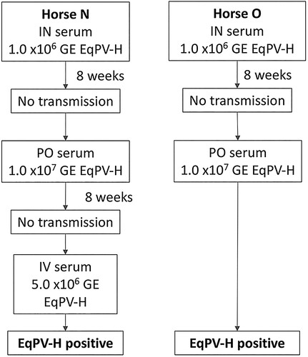 Figure 8. EqPV-H oral transmission was demonstrated. Two horses were first inoculated intranasally (IN) with horse serum containing 1 × 106 GE/ml EqPV-H, but did not become EqPV-H+ by 8 weeks. An additional inoculation was performed orally (PO) with horse serum containing 1 × 107 GE/ml EqPV-H. Horse N did not become EqPV-H+ by 8 weeks after PO inoculation, therefore an additional inoculation was administered, as indicated. GE, genome equivalents.