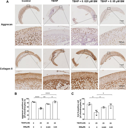 Figure 5 Immunohistochemical analysis of the cartilage explants cultured ex vivo. (A) Representative images of collagen II and aggrecan immunochemistry at magnification of 10× (scale bar, 1mm) and 100× (scale bar, 50 µm). (B) 0.025 and 0.05 µM BM significantly increased collagen II and aggrecan positive cell ratio, suggesting BM alleviated TBHP-induced ECM degradation in cartilage explants cultured ex vivo. *P < 0.05, **P < 0.01 and ****P < 0.001.