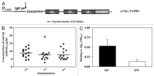Figure 1. (A) Schematic representation of construct encoding epitope vaccine p3Aβ11-PADRE. (B) p3Aβ11-PADRE induces anti-Aβ antibody responses in all immunized rabbits. Antibody responses were analyzed in individual sera after 2nd, 3rd and 4th immunizations by ELISA. Lines indicate the mean (n = 14). (C) All animals immunized two times with p3Aβ11-PADRE produced anti-Aβ antibodies of IgG isotype. IgG and IgM isotypes of antibodies were analyzed in individual sera of immunized animals at dilution 1:200. Error bars indicate SD (n = 14).