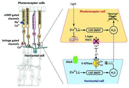 Figure 1. When retinal photoreceptor cells are exposed to light, cGMP-gated channels are closed and the cell membrane is hyperpolarized. The intracellular concentrations of Ca2+ in photoreceptor cells are decreased to approximately 10 nM, which activates 3MST/CAT to produce H2S. H2S activates vacuolar-type H+-ATPase in horizontal cells to released H+ that suppresses the activity of voltage gated Ca2+ channels in photoreceptor cells. By this mechanism H2S maintains intracellular Ca2+ in low levels. Excessive light exposure leads to photoreceptor degeneration caused by reactive oxygen species and elevated intracellular concentrations of Ca2+. The regulation of Ca2+ by endogenous H2S may fail by the excessive levels of light, and the photoreceptor cell degeneration occurs. Even under such conditions the enhancement of 3MST/CAT pathway or the administration of H2S may have clinical benefit for diseases with retinal cell degeneration.