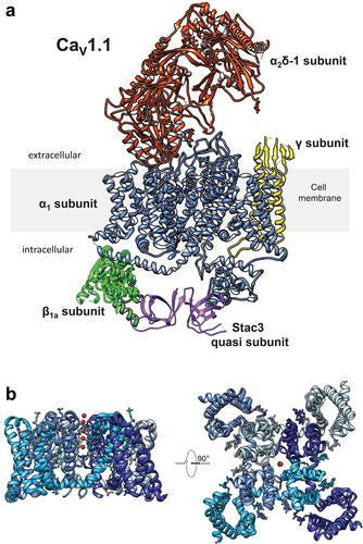 Figure 2. CaV1.1 structure. Heteromultimeric protein complex of CaV1.1. α1S, β1a, α2δ-1, γ subunits, and SH3 domains of Stac3 are colored in blue, green, Orange, yellow, and purple, respectively. B) Side and upper views of the α1S subunit, each domain is shown in shades of blue. Red dots indicate Ca2+ ions. Panels A and B were prepared with Chimera [Citation22]. Protein data bank (PDB) IDs: 5GJV (CaV1.1) and 6UY7 (Stac3). STAC3 orientation and position relative to α1 and the β subunits is unknown.
