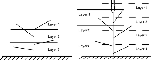 Figure 1  Sketch map of canopy layers at elongation (left) and anthesis (right) stages. At anthesis, the unbroken line is for the modelling experiment, and the broken line for the validation experiment.