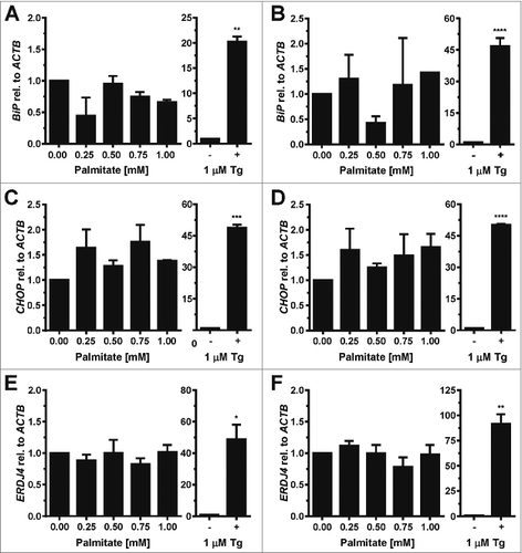 Figure 3. Palmitate does not induce BiP, CHOP, or ERDJ4 transcription in adipocytes. (A and B) BiP mRNA, (C and D) CHOP mRNA, and (E and F) ERDJ4 mRNA levels in in vitro differentiated (A, C, E) 3T3-F442A and (B, D, F) 3T3-L1 adipocytes incubated for 48 h with the indicated concentrations of BSA-complexed palmitate. The differences in BiP mRNA (p = 0.10 for 3T3-F442A adipocytes and p = 0.34 for 3T3-L1 adipocytes), CHOP mRNA (p = 0.11 for 3T3-F442A adipocytes and p = 0.41 for 3T3-L1 adipocytes), and ERDJ4 mRNA (p = 0.48 for 3T3-F442A adipocytes and p = 0.41 for 3T3-L1 adipocytes) levels in the untreated and palmitate treated samples are not statistically significant. A repeated measures ANOVA test with Dunnett's correction for multiple comparisonsCitation112,113 and assuming equal variabilities of the differences was used to compare the palmitate-treated samples to the untreated sample. Thapsigargin-treated samples were compared to untreated samples using a two-tailed, unpaired t-test.