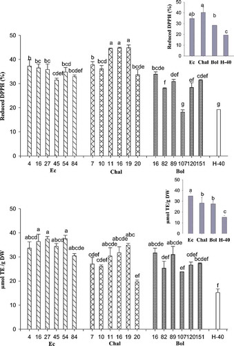 Figure 3. Antioxidant activity of blue tortillas from 18 landraces of three Mexican maize races (Elotes Cónicos, Chalqueño and Bolita) with blue/purple grain determined by DPPH (upper) and TEAC (lower) methods. White maize tortillas (H-40) were used as control. Small graphics compare values by maize races and the white maize tortilla. Bars with the same letters are not statistically different (p ≤ 0.05).Figura 3. Actividad antioxidante de tortillas azules de 18 variedades locales de tres razas Mexicanas de maíz (Elotes Cónicos, Chalqueño y Bolita) con grano azul/morado determinada por los métodos de DPPH (superior) y TEAC (inferior). Tortillas de maíz de grano blanco (H-40) se usaron como control. Barras con las mismas letras no son estadísticamente diferentes (p ≤ 0.05).