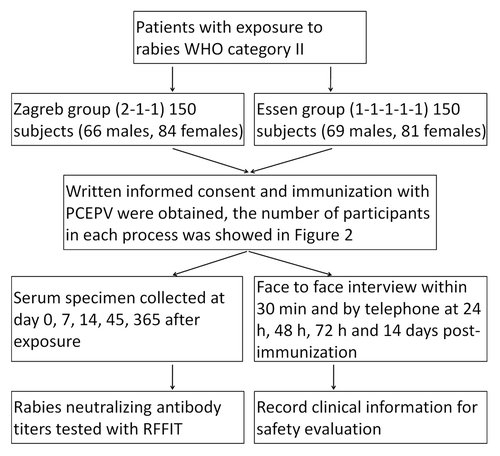 Figure 2. Flowchart of the safety and immunogenicity study.