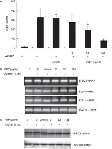 Figure 4.  The effects of pain-relieving plaster (PRP) extracts on the production of LTB4 and the enzymes related with 5-lipoxygenase pathway in peritoneal macrophages (PMs) stimulated by ionophore A23187. (A) PMs were treated with vehicle, diclofenac sodium (DS), or 31.25, 62.5 and 125 μg/mL of PRP at 37°C for 10 min, 1 μM A23187, and 5 μM AA for another 10 min. Culture media were collected to measure the concentration of LTB4 using ELISA. Data are presented as means ± SD (n = 5). *P < 0.05, **P < 0.01 vs. the lipopolysaccharide (LPS)-treated group. (B) PMs were treated with vehicle, DS, or 31.25, 62.5, and 125 μg/mL of PRP at 37°C for 10 min, 1 μM A23187, and 5 μM AA for another 10 min. Total RNA was extracted and RT-PCR was performed using specific primers as described in Table 1, and then isolated by electrophoresis on 1.5% agarose gels. The typical result of which was shown in the middle of the figure. GAPDH expression was used as an internal control for RT-PCR. (C) PMs were treated with vehicle, DS, or 31.25, 62.5, and 125 μg/mL of PRP at 37°C for 10 min, 1 μM A23187, and 5 μM AA for another 10 min. Total protein was extracted, and then equal amounts (30 μg of protein) of protein were subjected to immunoblot analysis for the enzymes related with 5-lipoxygenase (5-LOX) pathway, as described in “Materials and methods”. The typical results of which were shown in the figure.