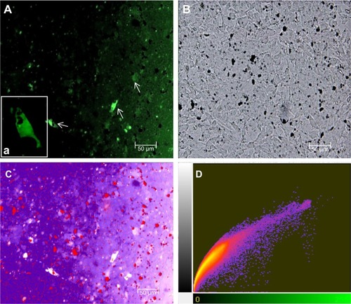 Figure 5 Fluorescent and phase-contrast microscopy with image analysis of the cEND cell monolayers treated with FITC-conjugated MWCNTs.Notes: Low (A) and high (a) magnification (scale bar =25 μm) fluorescent microscopic images together with conventional light (phase-contrast) (B) microscopy are shown for the cEND cell monolayers treated with FITC-conjugated MWCNTs, which were accumulated in cells (shown with arrows). Pseudo-colour fluorescent image (C) and correlation plot (D) to identify the amount of signal colocalization and intensity distribution. Cells are blue, nanotube aggregates are red, and colocalized spots are white.Abbreviations: cEND, cerebral endothelial; FITC, fluorescein isothiocyanate; MWCNT, multiwalled carbon nanotube.