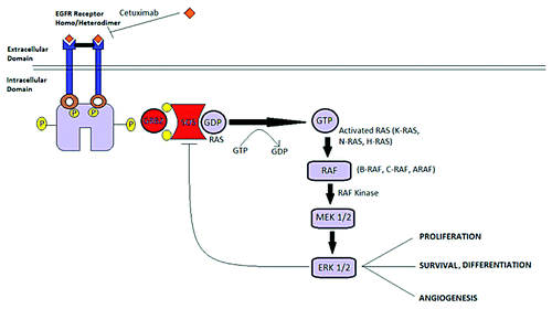 Figure 4. EGFR/KRAS pathway.