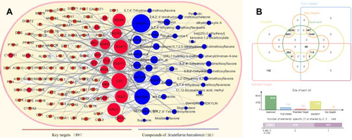 Figure 2 The ingredient-target network (A), graph showing the intersections of results from different databases (B). In (A), the red and blue circles represent key targets and ingredients of S. baicalensis, respectively, and the size of the nodes represents the total number of connecting edges. In (B), the Venn diagram of different gene databases with intersection numbers and overlapping targets of enriched pathways is shown. The structures of the ingredients of S. baicalensis.