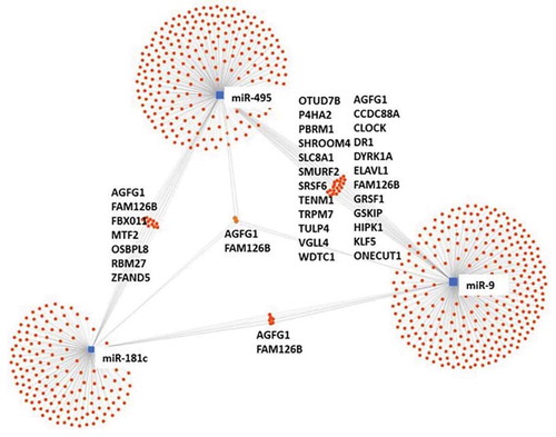 Figure 6. Target interaction network. MiRNA target interaction network for cfa-miR-9, cfa-miR-181c and cfa-miR-495. No interaction can be found with cfa-miR-599 (schematic modified from miRNet.ca) [Citation29].