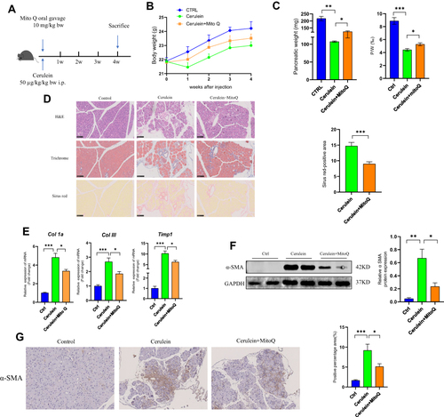 Figure 1 MitoQ alleviated cerulein-induced pancreatic fibrosis in CP in vivo. (A) Flow chart of animal experiment (bw: body weight; i.p: intraperitoneal injection). (B) Body weight change during CP model and MitoQ treatment. (C) The weight of the pancreas and pancreas/body weight ratio (P/W) after mice sacrifice. (D) H&E Masson-trichrome, and Sirius Red staining of the pancreatic tissue and quantitative assessment of the pancreatic fibrosis. (E) mRNA level of fibrosis-related genes, Col1a, Col III, and TIMP1. (F) Protein level of α-SMA in pancreatic tissue. (G) Immunohistochemical staining of α-SMA in pancreatic tissue. Data are expressed as mean ± SEM, n=4-8. (*p<0.05, **p<0.01, ***p<0.001).