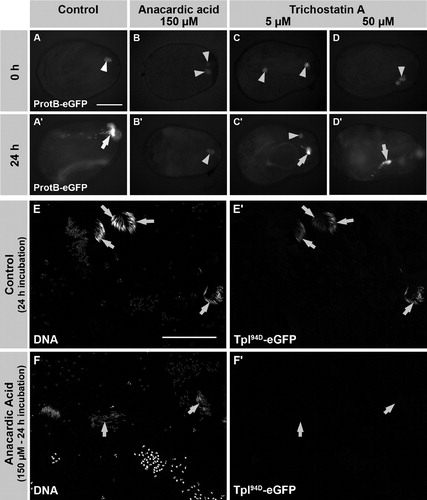 FIGURE 4  Anacardic acid (AA), but not trichostatin A (TSA), inhibits the histone to protamine switch in cultured, intact pupal testes. (A-D′) Pupal testes (24 h after puparium formation) of ProtamineB-eGFP expressing flies were incubated for 24 h in medium without inhibitors (A, A′) and medium supplemented with either 150 μM AA (B, B′), 5 μM TSA (C, C′), or 50 μM TSA (D, D′). No ProtamineB-eGFP expressing cysts can be observed at the beginning of the culture (A-D). After 24 h of incubation, some cysts have undergone the histone to protamine switch and ProtamineB-eGFP positive cysts (arrows) can be observed in control and TSA-treated testes (A′, C′, D′). However, testes treated with AA do not develop ProtamineB-eGFP positive cysts (B′). (E-F′) Low magnification overviews of squash preparations of untreated (E, E′) and AA-treated (F, F′) pupal testes. Expression of Tpl94D-eGFP is no longer detectable after treatment with AA (F, F′, arrows indicate nuclei of the latest observable stage). Arrowheads in A-D mark auto-fluorescence of putative fat body cells. Scale bar: A-D′ 100 μM; E-F′ 100 μM.